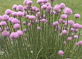 Bieslook: Allium schoenoprasum
