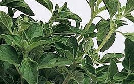 Oregano of Oreganum vulgare